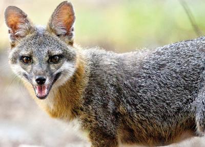 Central Texas Homeowners Urged Not To Confront Animals In Garages Weather Kdhnews Com