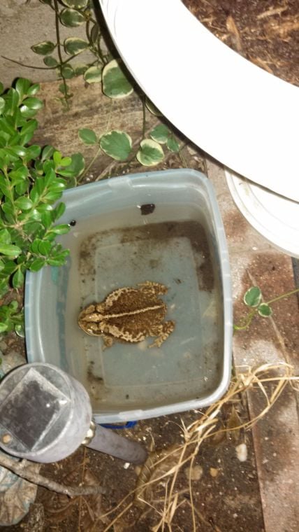 An ice cream container makes a great toad swimming pool