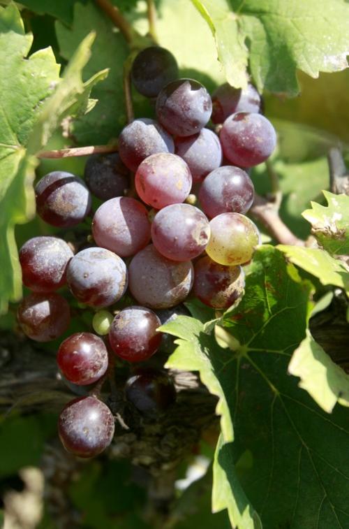 SaladoWineryGrapeHarvest11.jpg