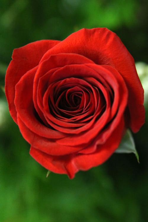 The Business of Valentine's Day