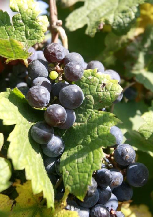 SaladoWineryGrapeHarvest12.jpg