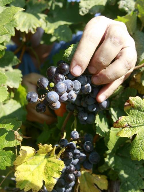SaladoWineryGrapeHarvest13.jpg