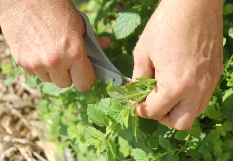 Organic Gardening