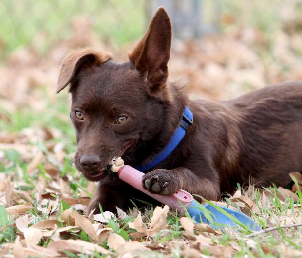 Social Media Helps Lost Dogs Find Their Way Home News Kdhnews Com