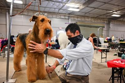Canine contests: Kennel club holds dog show at Expo | Region 