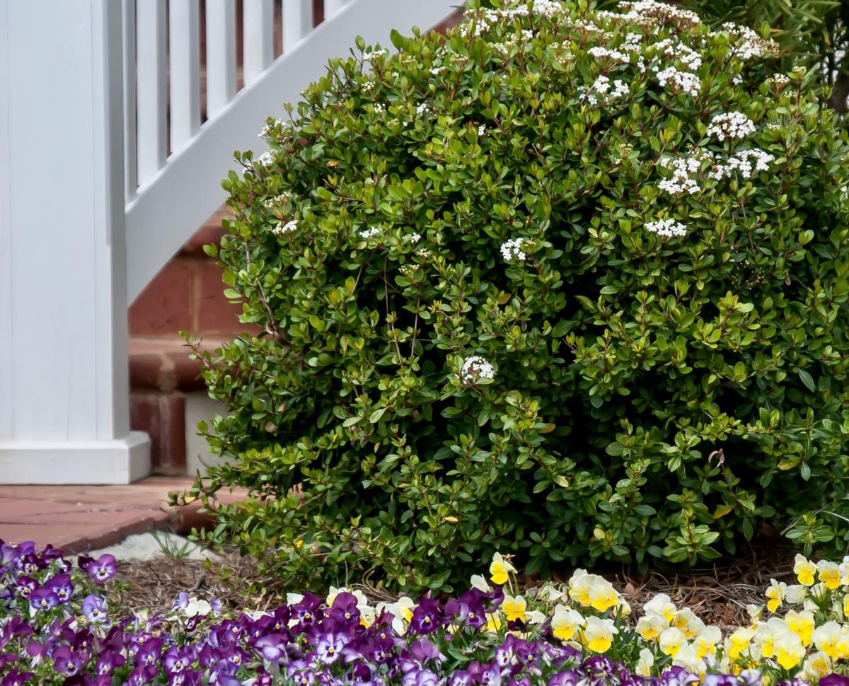 LIFE HOME-ONGARDENING 1 MCT