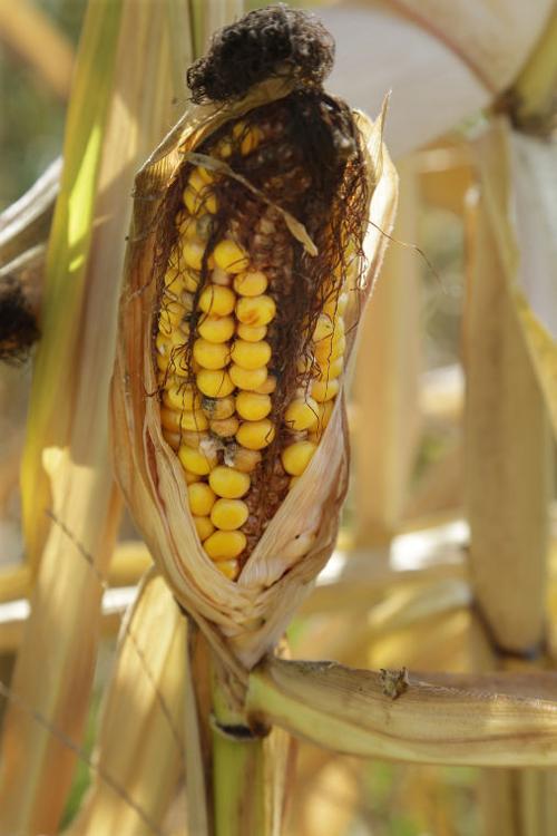 Drought Inching Back