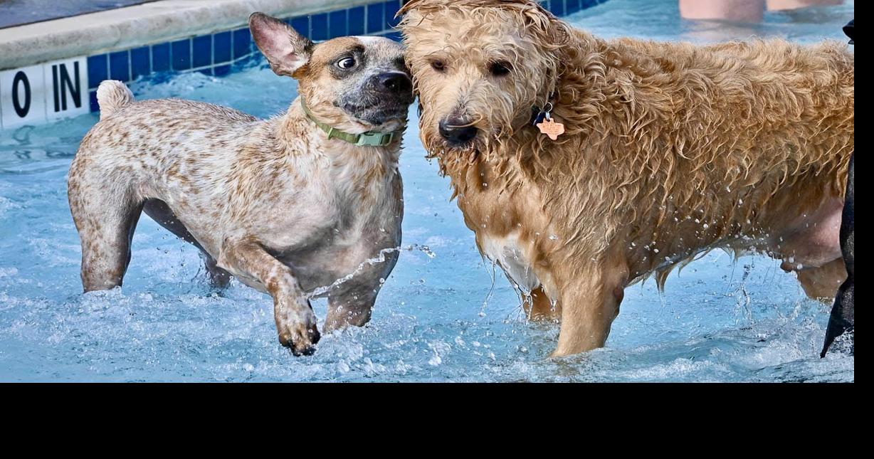 Dog secret.jpg | News | kdhnews.com