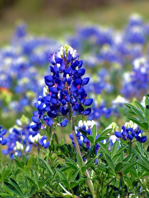 Texas state Flower