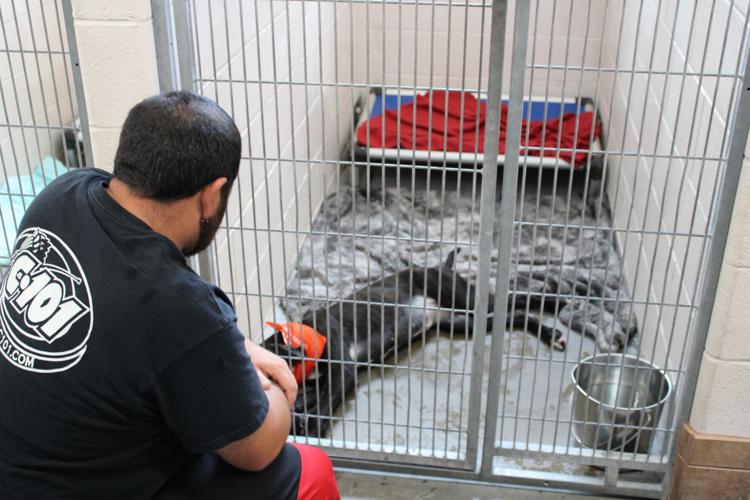 Heights families find new pets during free adoption drive Community