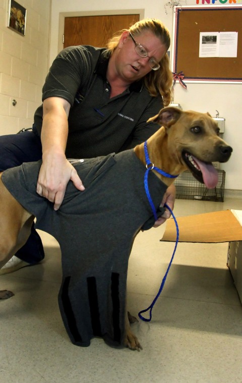 Thundershirts for Cove dogs