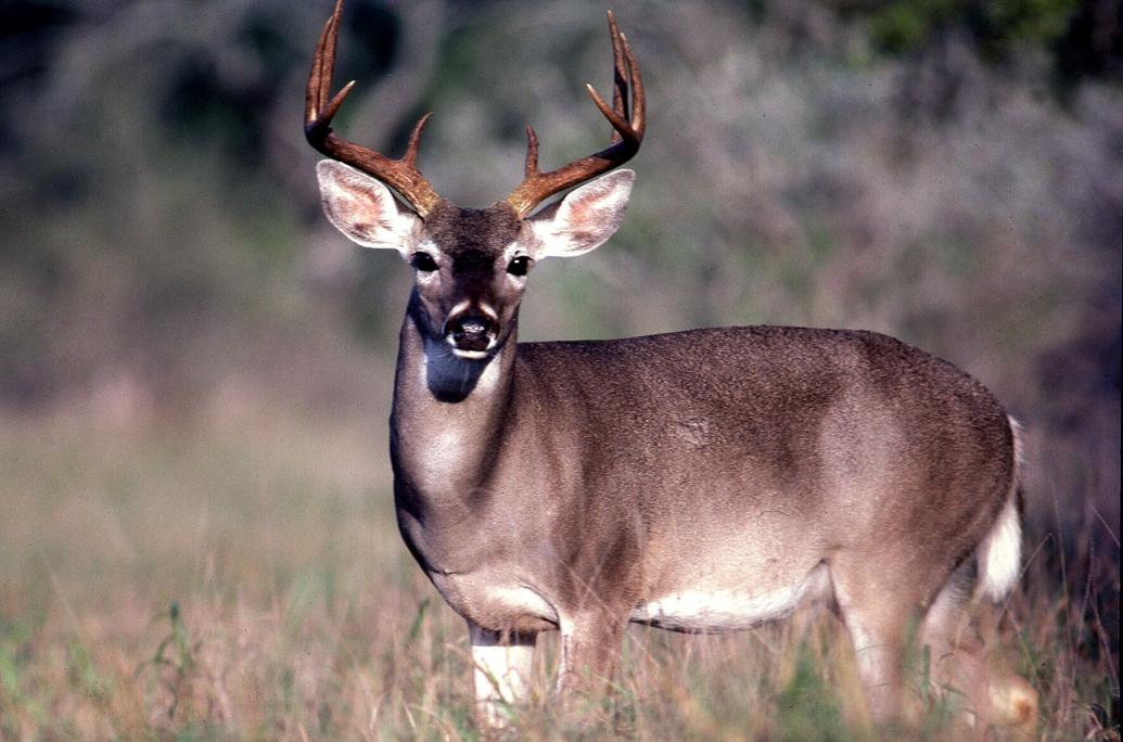 Whitetailed deer, wild turkey seasons look strong Region