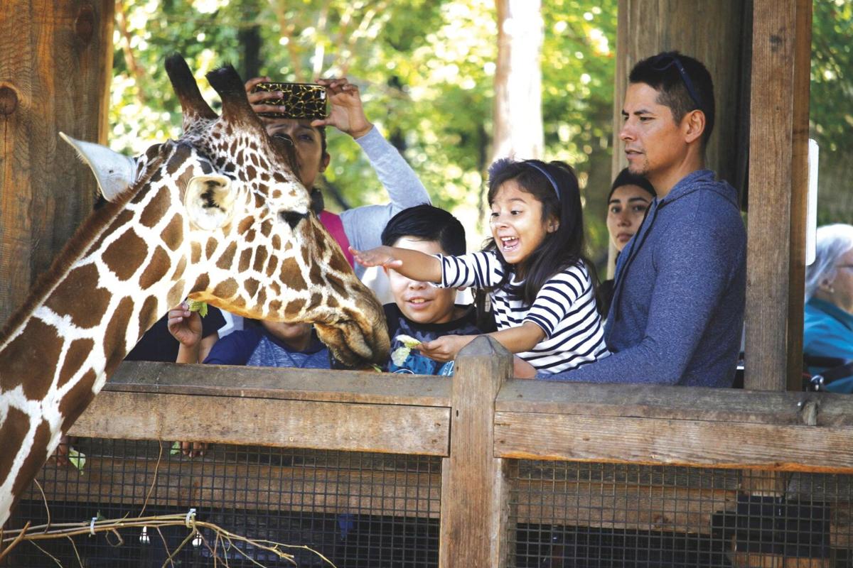 Oldest in Texas: Visit the world-class zoo Dallas Zoo this weekend | Fort  Hood Herald | kdhnews.com