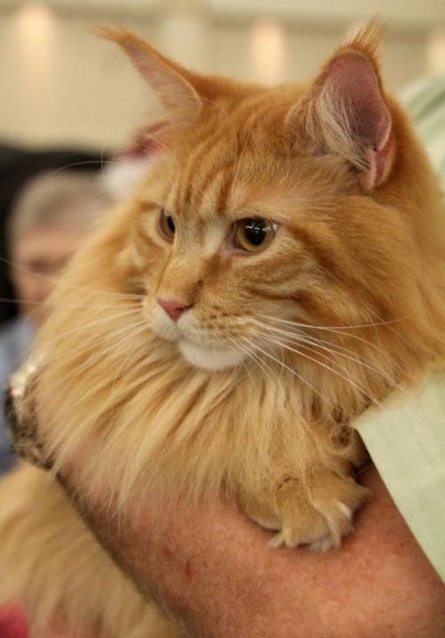 Cat Show