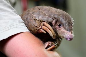 These shy, scaly anteaters are the most trafficked mammals in the world