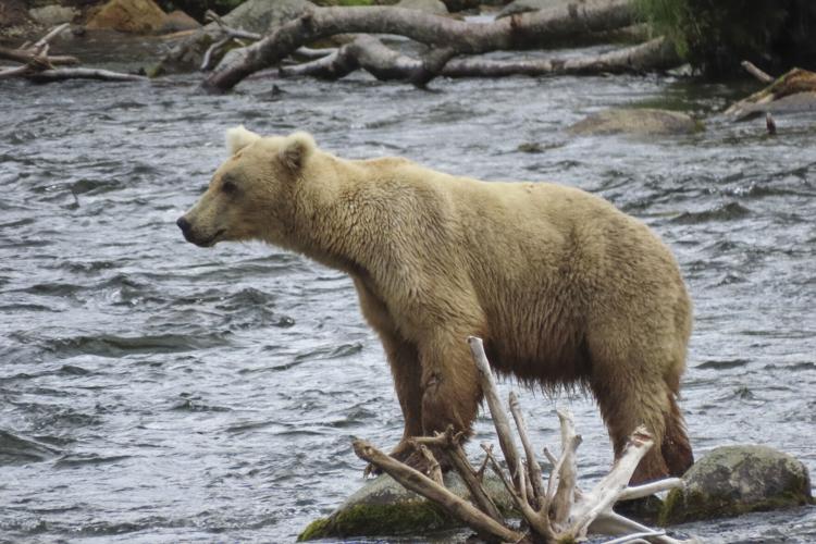 Alaska’s Fat Bear Contest winner finishes ahead of the bear that killed