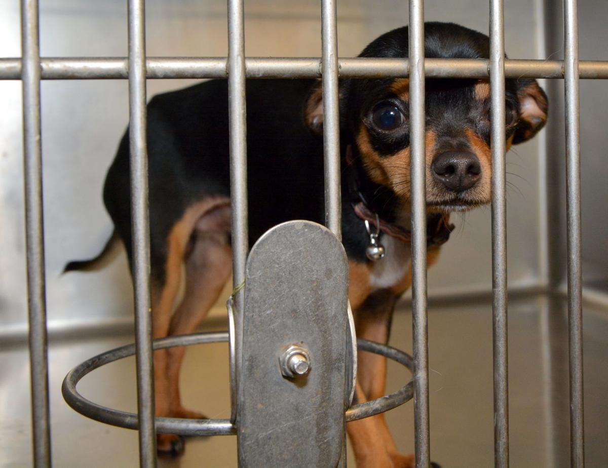 Concerns Remain After Killeen Animal Shelter Shake Up News