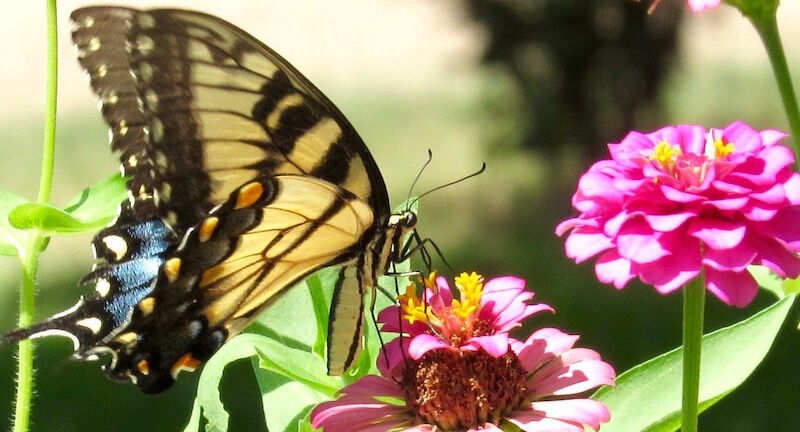 Author visits Heights, talks of trek with butterflies | Community ...