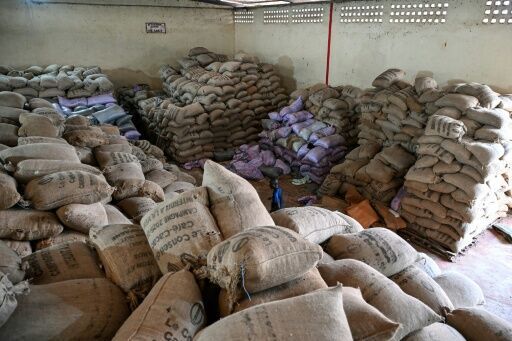 Cocoa Market Crisis: Ivory Coast Warehouse Glut Signals Price Collapse