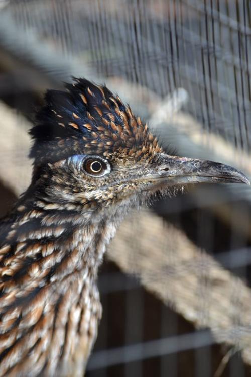 Roadrunner