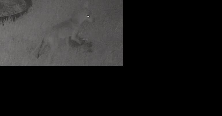 Killeen resident warns others after coyote kills her cat - Vimarsana News