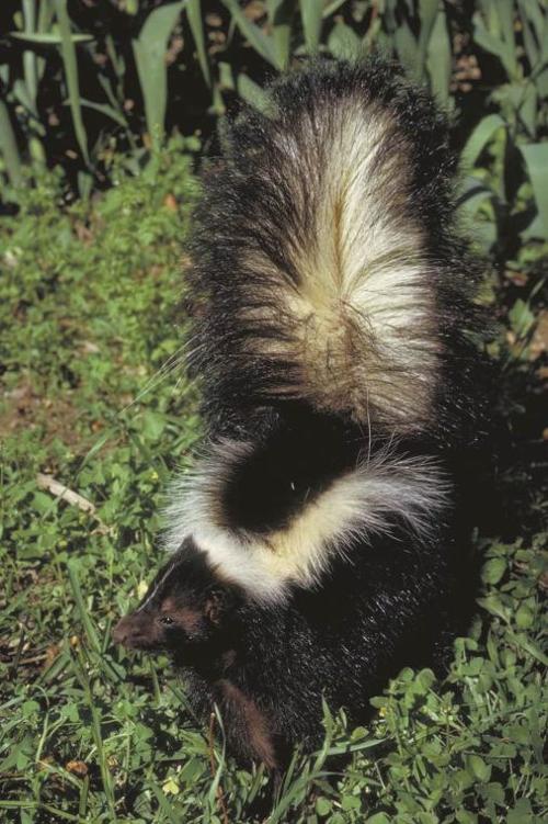 Striped skunk