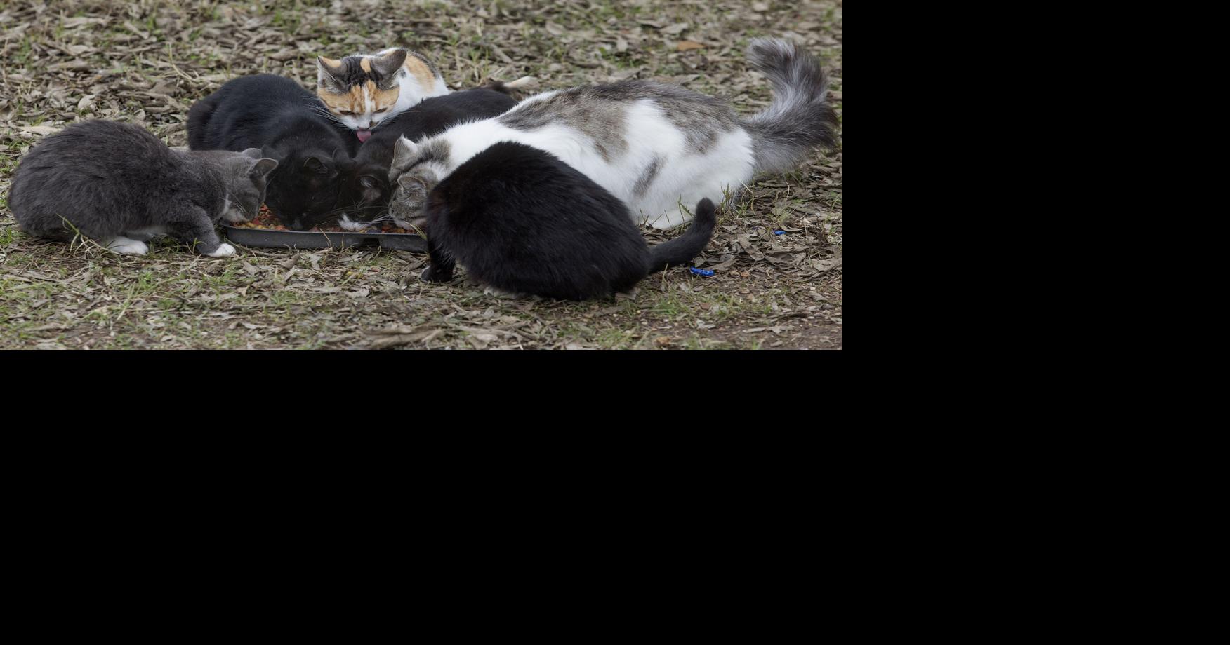 Cat colonies offer humane population control | Local News | kdhnews.com