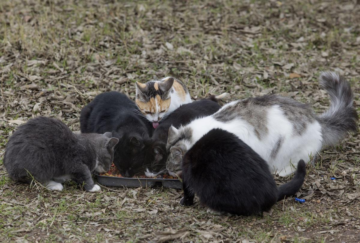 Cat colonies offer humane population control Local News
