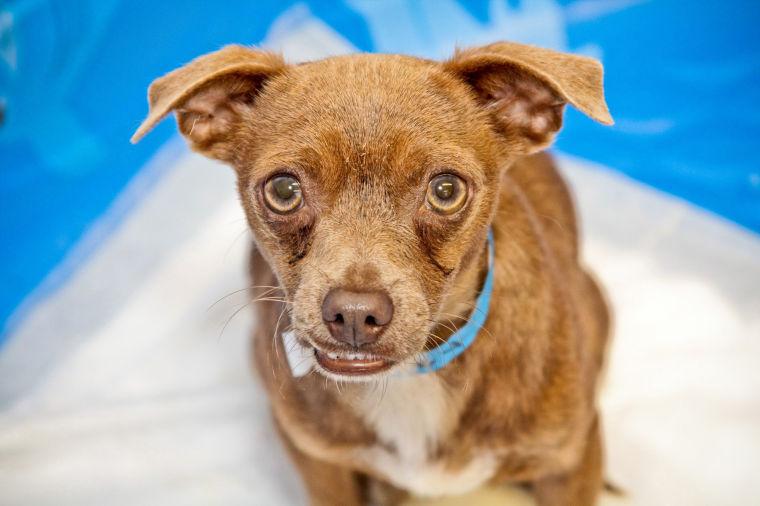 Free Puppies Killeen Tx Very Cute Chow Chow Puppies Lubbock For Sale