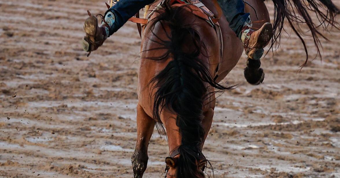 Rodeo winners named as contestants ride out of town - Vimarsana News