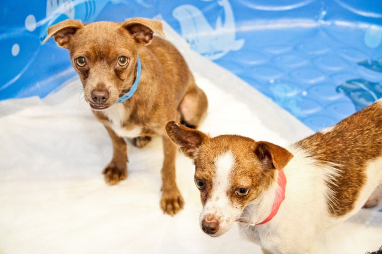Dog Adoption