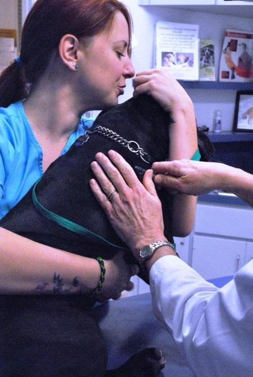 Pet vaccine