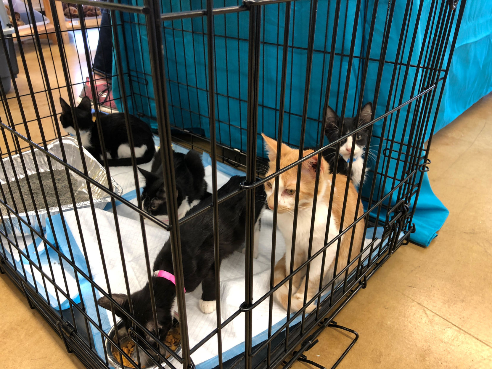 pet supplies plus foster and harlem