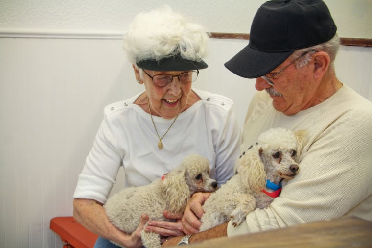 Dog Adoption