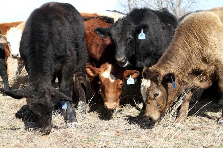 Local ranchers find challenges, rewards in ranching business