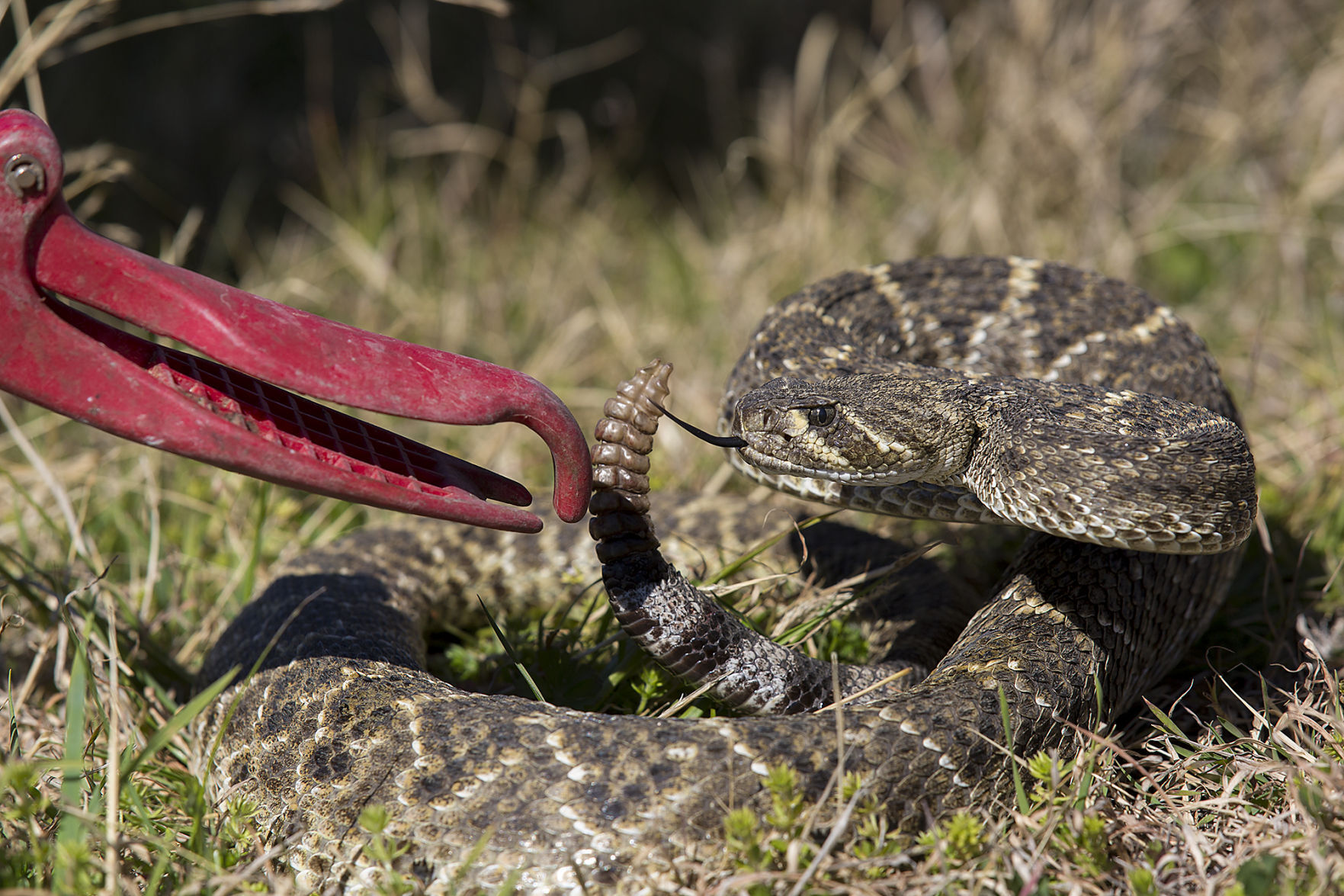 High Point Elementary student reported bit by rattlesnake - Vimarsana News