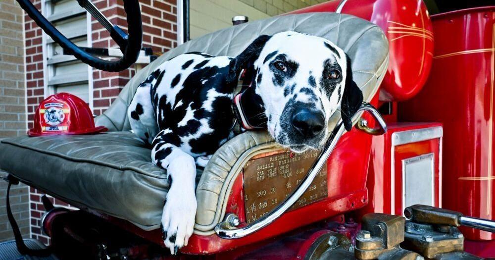 Working like a dog: Smokey tends to therapy needs for Temple firefighters, kids - Vimarsana News