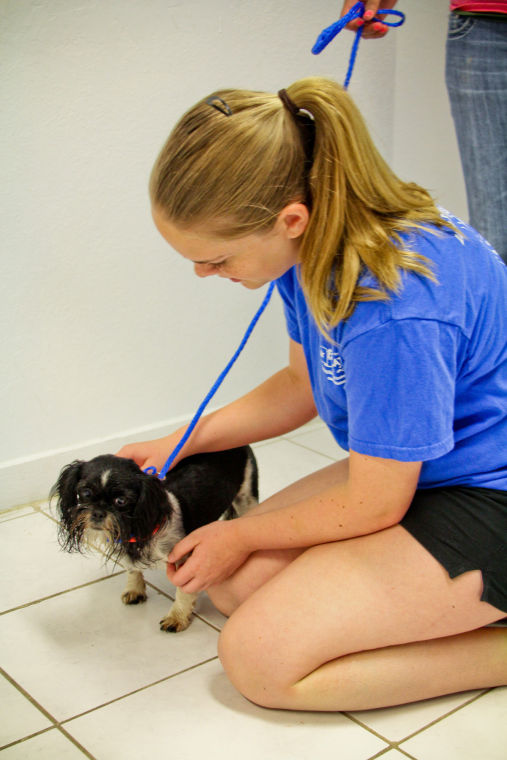 Dog Adoption