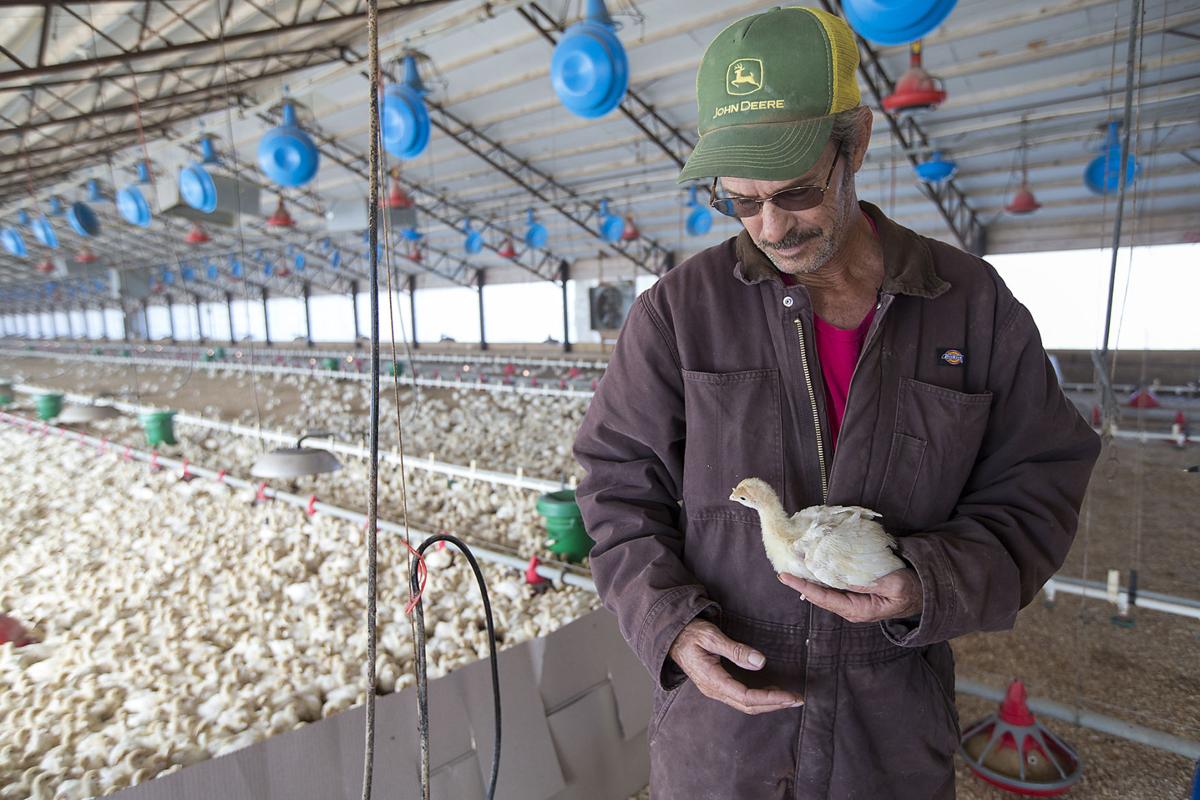 Central Texas Turkey farms help put food on the table Living