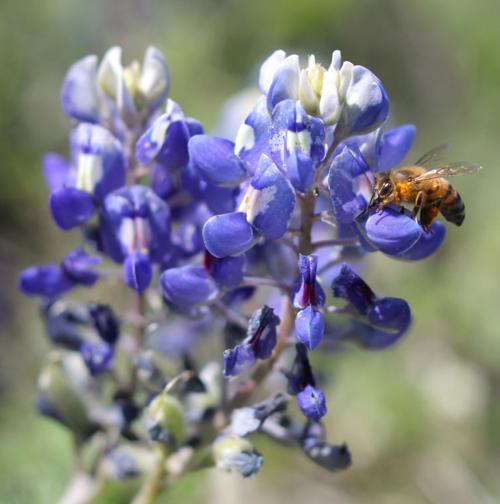 Communities - Texas Bluebonnet