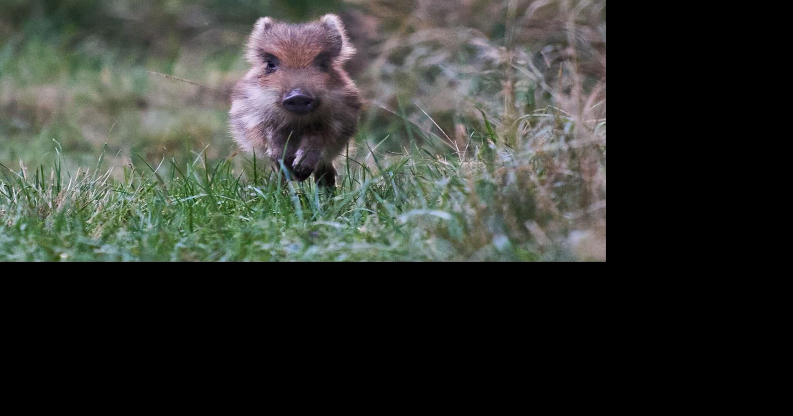 Germany Wildlife | News | kdhnews.com