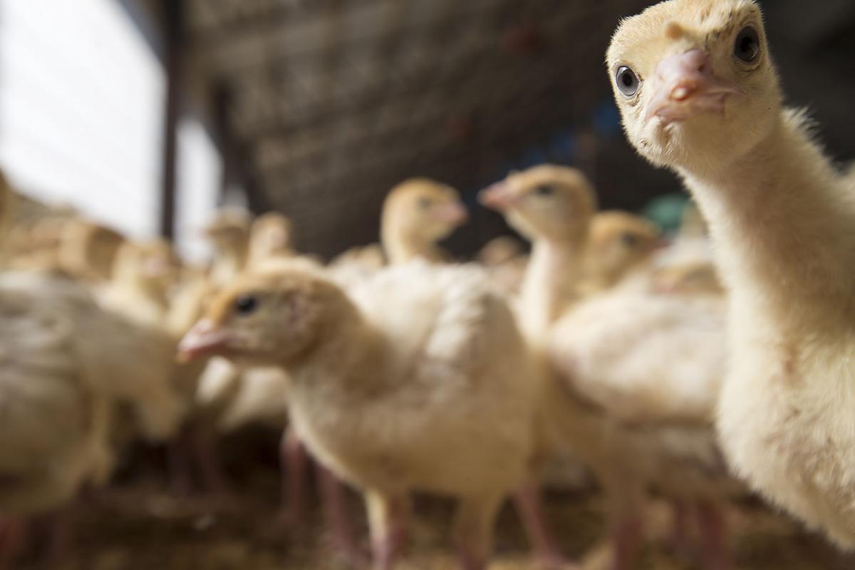 Central Texas Turkey farms help put food on the table Living