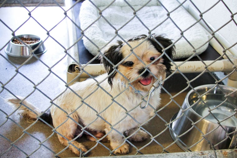 Dog Adoption