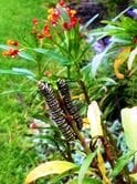Monarch caterpillars munch on butterfly weed