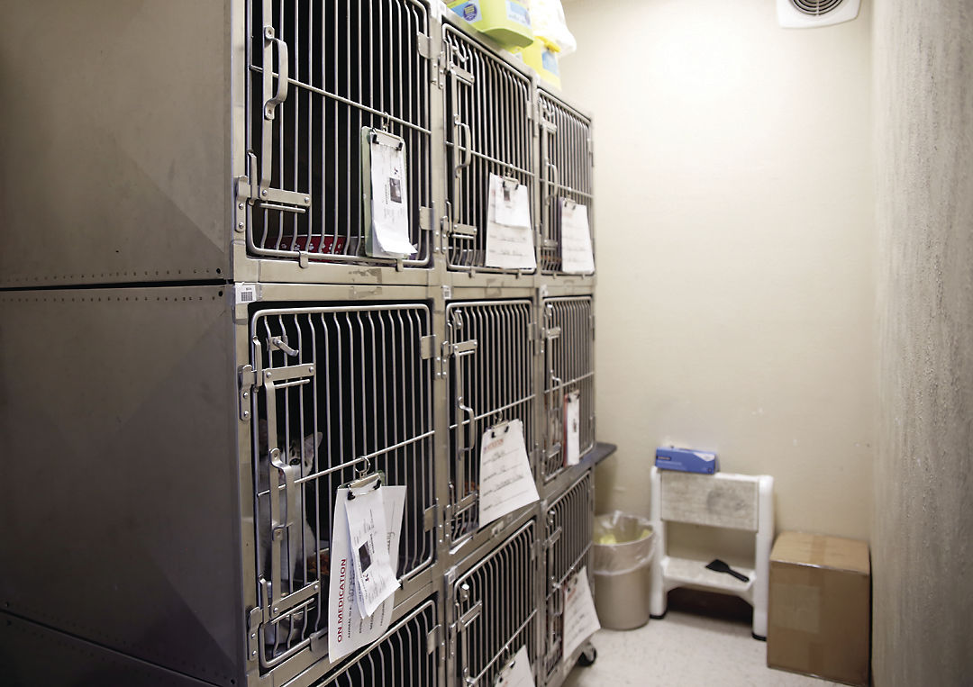 Vague Animal Shelter Law Leaves Door Open For Both Sick