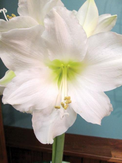 Holiday flowers