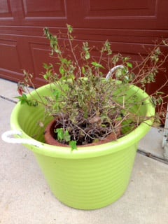 If A Potted Plant Regularly Shrivel And Die It May Need To Be Watered More Frequently And More Thoroughly If A Potted Plant Regularly Shrivel And Die It May Need To Be Watered More Frequently And More Thoroughly