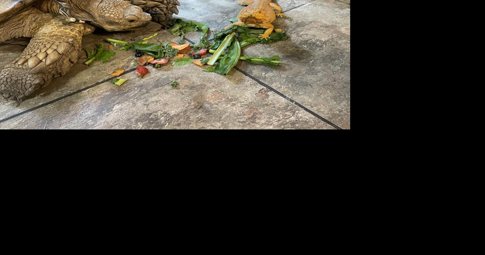 47-year-old local tortoise gets a wheel for a leg | Local News ...