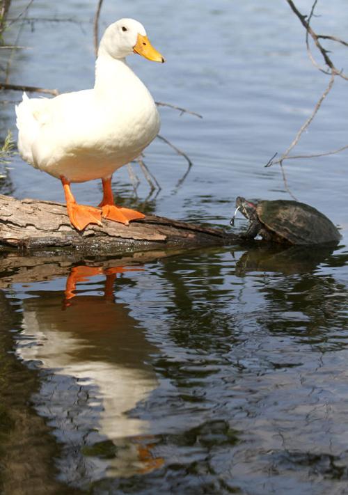 Fishing at Conder Park