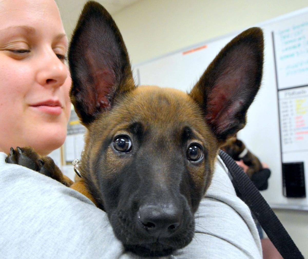 Families take on important job of fostering military working dogs with